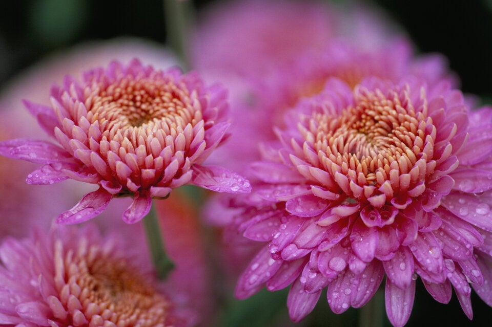 Diese geheimen Blumen-Botschaften zum Valentinstag sollten Sie kennen