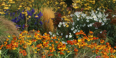 Im Herbst: So verwandeln Sie Ihren Garten in ein blühendes Paradies