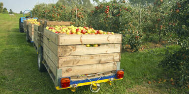 Gute Aussichten f&uuml;r Apfelbauern in Nieder&ouml;sterreich