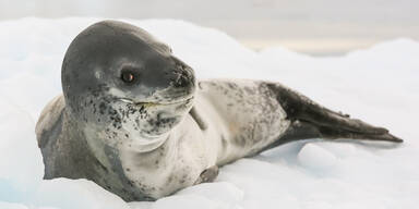 Forscher finden USB-Stick in Robben-Kot