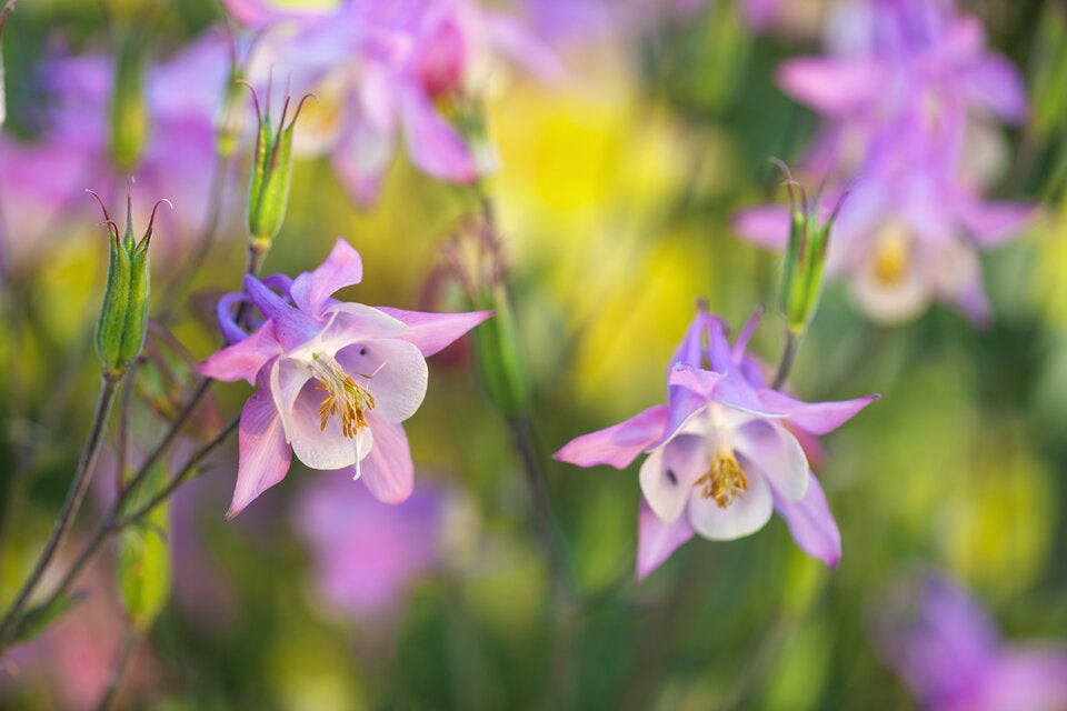 Mai-Blüher: Diese Stauden bringen jetzt Farbe in den Garten