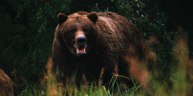 Hunde an die Leine! 300-Kilo-Monsterbär wandert durch Österreich