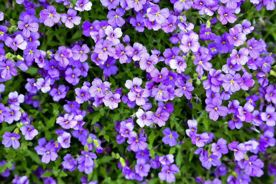 Im Juli: Die besten Sommerblumen für Ihren Garten