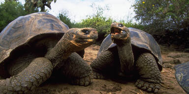 Nach 100 Jahren: Riesenschildkr&ouml;ten kehren auf Gal&aacute;pagos-Insel zur&uuml;ck
