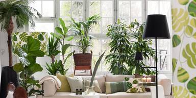 Heizungsluft, Dunkelheit, K&auml;lte? Diese Zimmerpflanzen &uuml;berleben jeden Winter