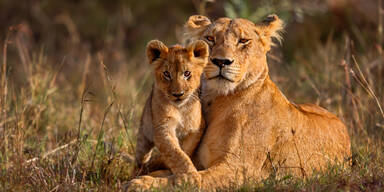 Nach Pavian-Skandal: Löwen-Mama frisst Nachwuchs auf