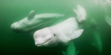 weißwale