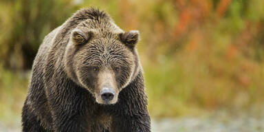 Bär hetzt junge Frau in den Tod
