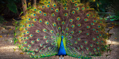 Pfau