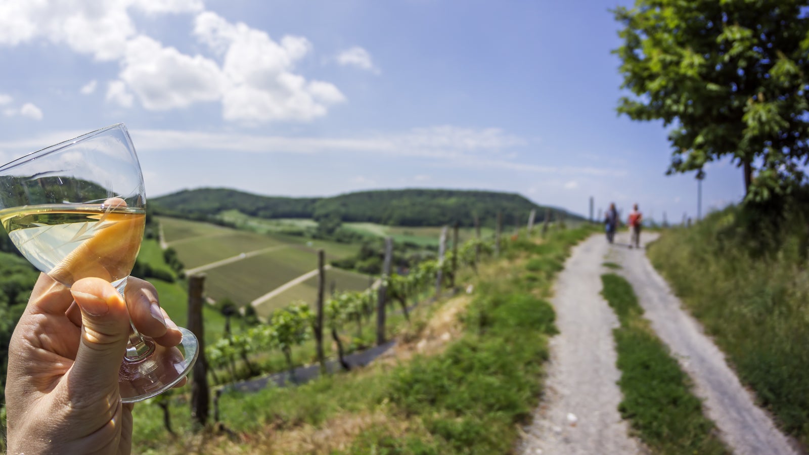 WEINWANDERUNGEN IM BERBLICK visual data 7