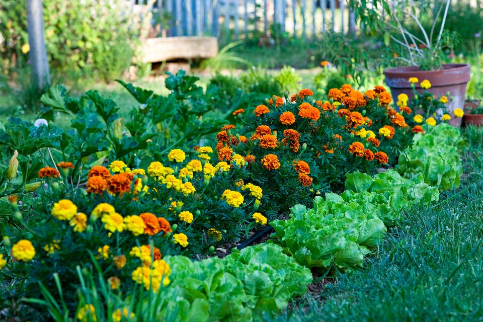 Im Juli: Die besten Sommerblumen für Ihren Garten