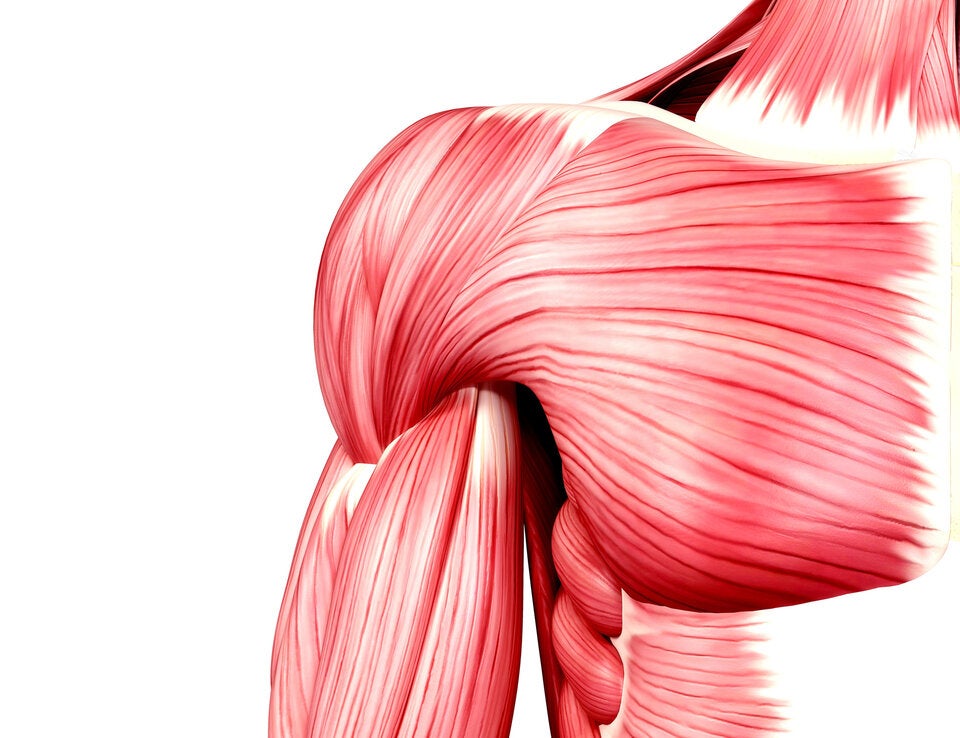 Kraft kommt nur aus großen Muskeln. –  Falsch, auch Nervensystem & Technik spielen eine Rolle!