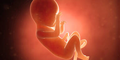 Embryo