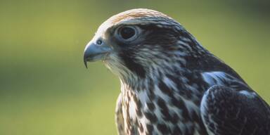 vogel