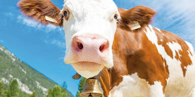 Elite-Polizist erschoss tobende Kuh