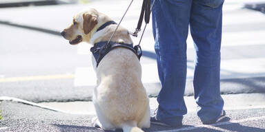 hund mit pensionist