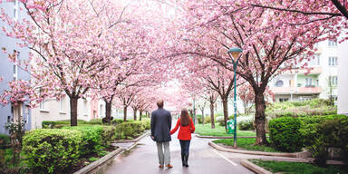 Perfekte Fotolocation: Die sch&ouml;nsten Kirschbl&uuml;ten-Spots in Wien 2026