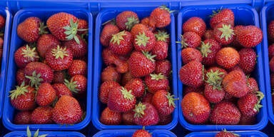Schock-Bericht: Erdbeeren aus Polen &uuml;bertragen "Gelbsucht"