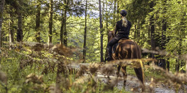 Unfassbar: Schnur &uuml;ber Waldweg gespannt - Reiterin verletzt