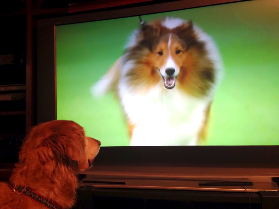 US-Studie: Hunde schauen aktiv Fernsehen