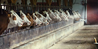 K&auml;rntner Bauer lie&szlig; Rinder im Stall verhungern