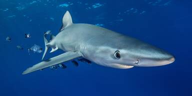 Hai-Alarm an Strand in Mallorca