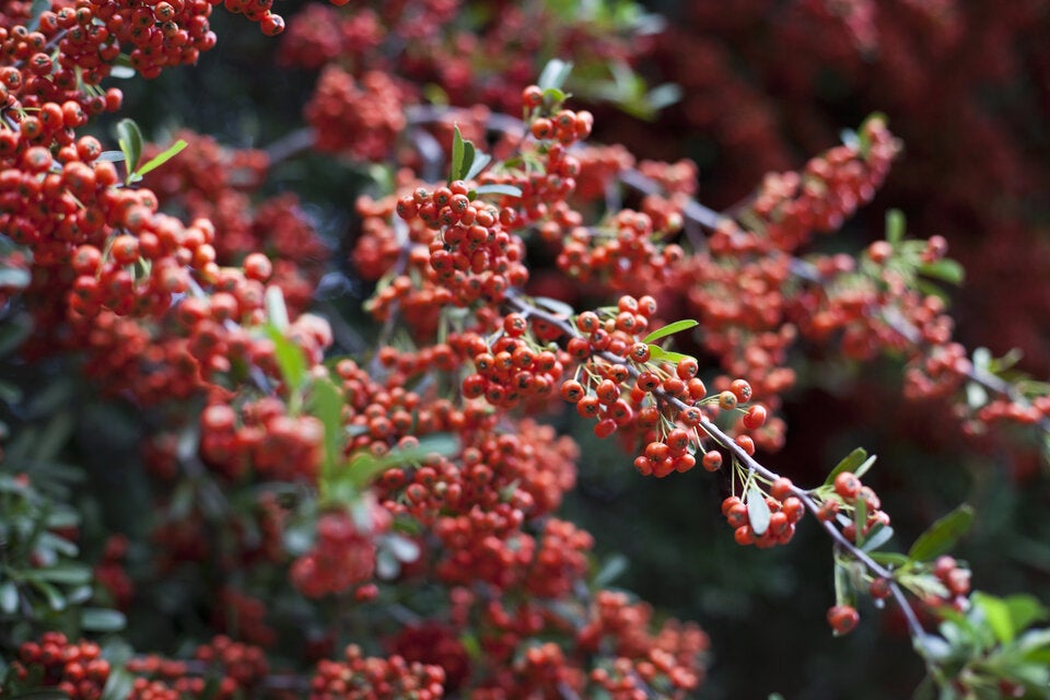 Farbenfroher Fruchtschmuck für den Garten