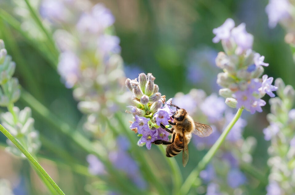 Gärtnern für Faule: So schaffen Sie den perfekten Naturgarten