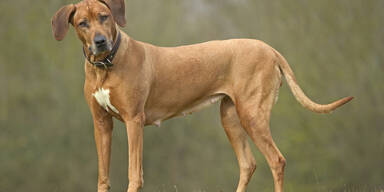 Rhodesian Ridgeback&nbsp;&nbsp;
