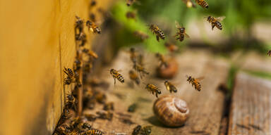 Alte Bauernregel: "Ein Bienenschwarm im Mai..."