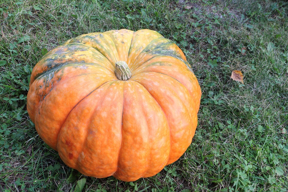 Welcher Kürbis eignet sich für welches Gericht?