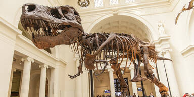 Dinosaurier-Skelett