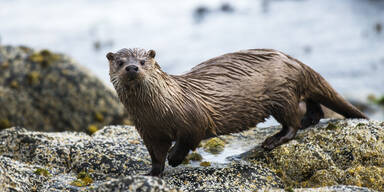 Otter