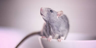 Ratte