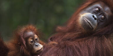 Oran-Gutan
