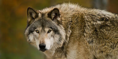 31 Weidetiere gerissen: Erstmals Wolf in S&uuml;dtirol legal geschossen