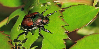 Gef&auml;hrlicher K&auml;fer in &Ouml;sterreich aufgetaucht