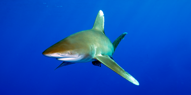Hai Wei&szlig;spitzen-Hochseehai