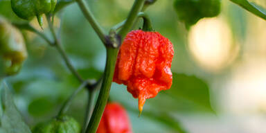 Carolina Reaper Chili