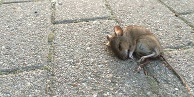 Hunderte M&auml;use st&uuml;rzten sich in den Tod
