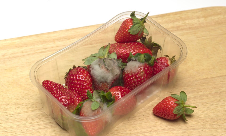 Achtung: Diesen Fehler machen ALLE, sobald Erdbeeren schimmeln