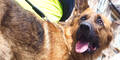 Polizeihund Schäfer