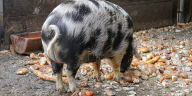 Zoo z&uuml;chtet seltene Schweine und H&uuml;hner, verf&uuml;ttert sie an Raubtiere