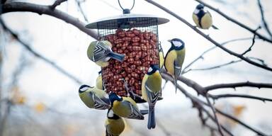 Kleine Hilfe in kalten Tagen: Futter für Vögel