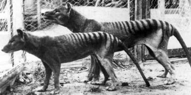 Tasmanischer Tiger