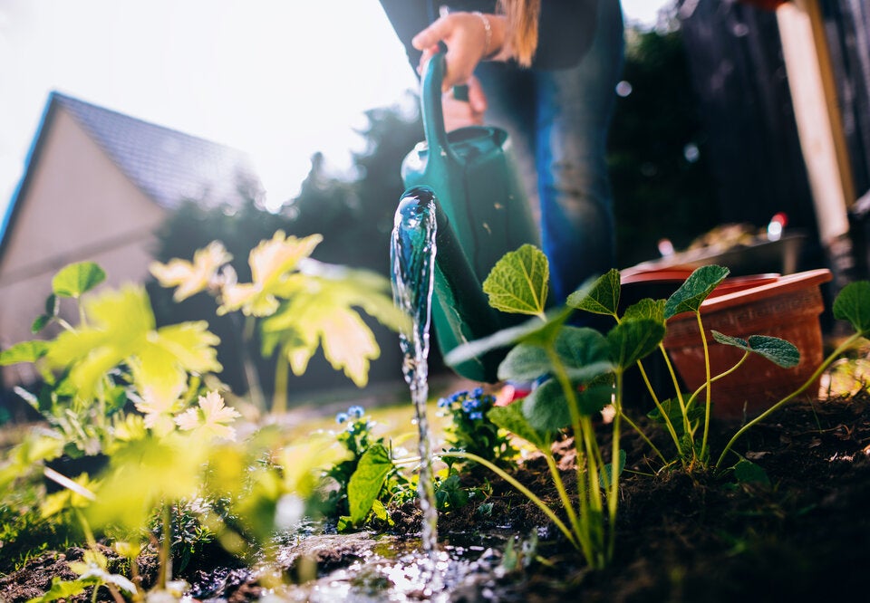 Vorsicht Frost! Was die Eisheiligen 2025 für den Garten bedeuten