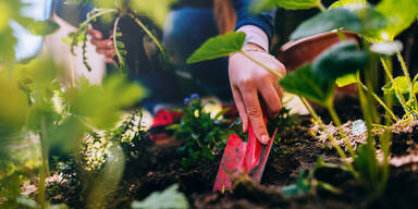 Vorsicht Frost! Was die Eisheiligen 2025 für den Garten bedeuten
