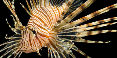 Urlauber zittern vor gef&auml;hrlichem Exotenfisch im Mittelmeer