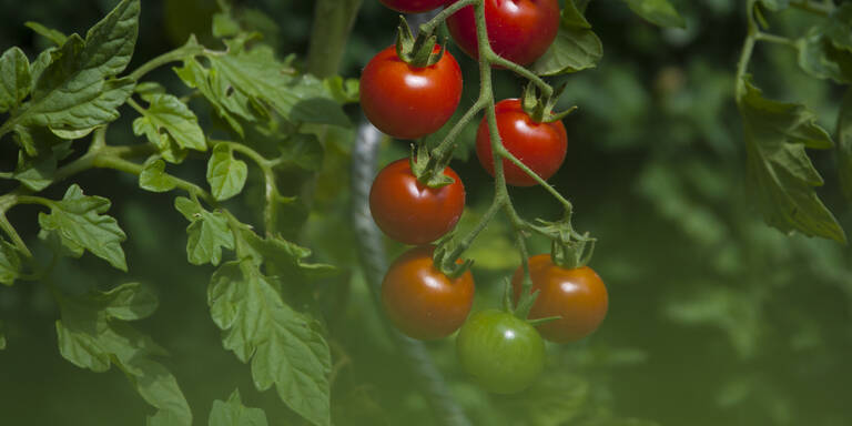 Vorsicht: Ab dann dürfen Tomaten WIRKLICH ins Freie