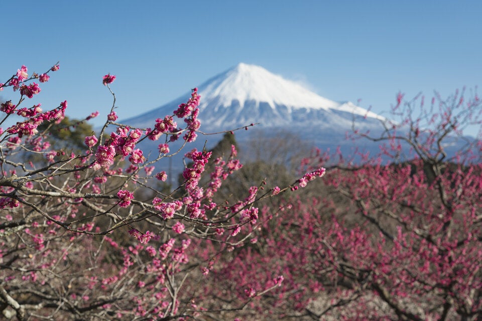 Japan. Die kräftige rosa Zwetschkenblüte mit dem schneebedeckten Fuji im Hintergrund, ist ein Top-Fotomotiv.